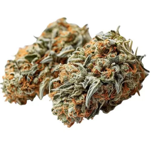 Bathera 25/1 Garlic Funk